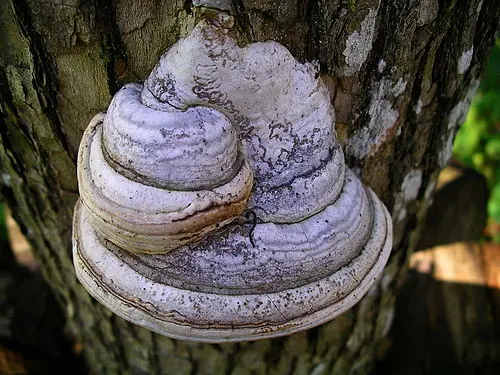 Another view of Hoof Fungus