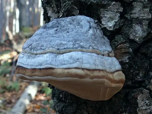 Another view of Hoof Fungus