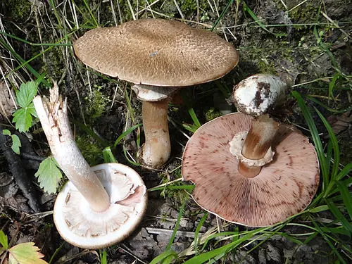 Blushing Wood Mushroom