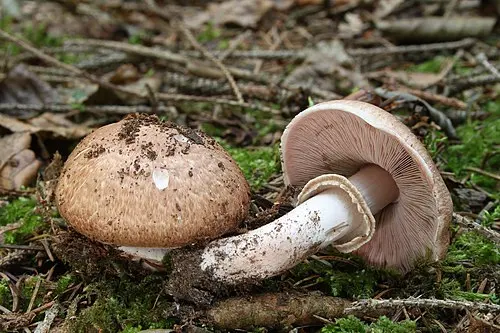 Another view of Blushing Wood Mushroom