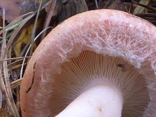 Another view of Woolly Milkcap