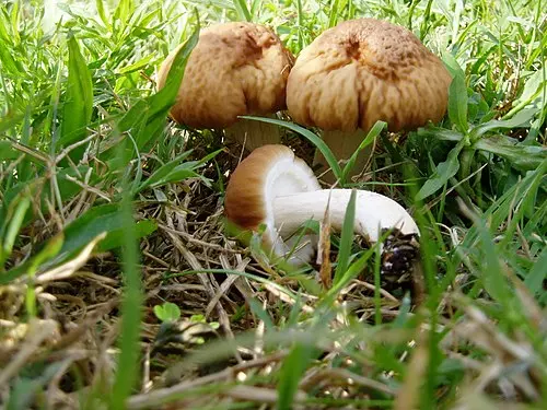 Another view of Poplar Fieldcap