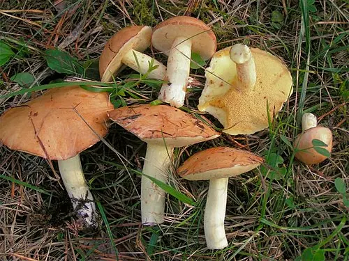 Weeping Bolete