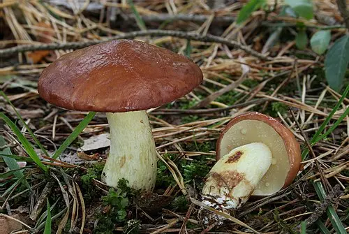 Another view of Weeping Bolete