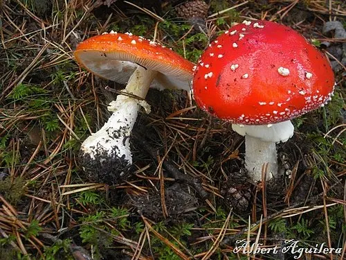 Fly Agaric