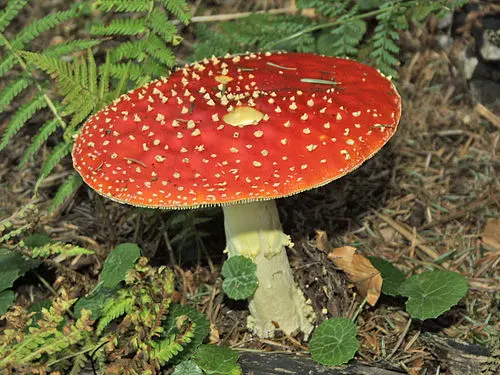 Fly agaric fruitbodies on a woodland floor