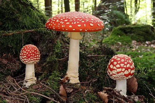 Another view of Fly Agaric