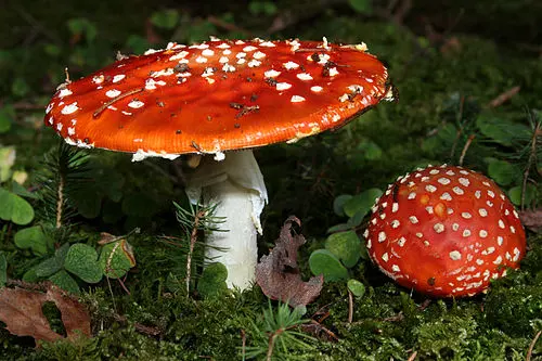 Another view of Fly Agaric