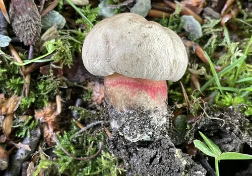 Bitter Beech Bolete