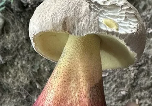 Another view of Bitter Beech Bolete