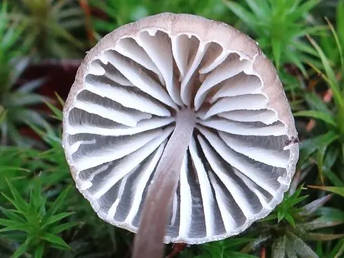 Another view of Bark Bonnet