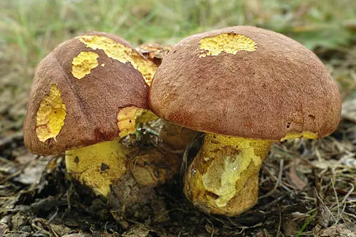 Butter Bolete