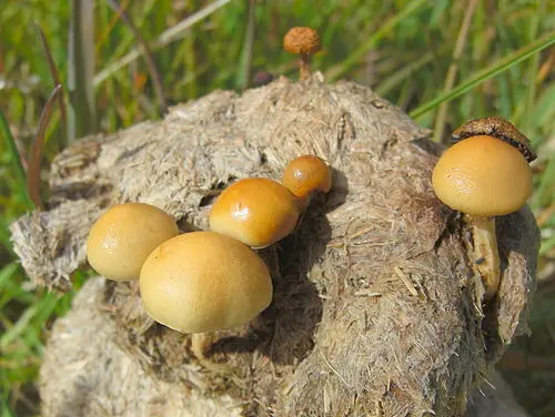 Dung Roundhead
