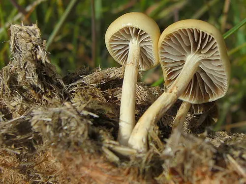 Another view of Dung Roundhead