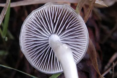 Another view of Dung Roundhead