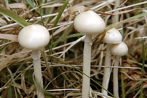 Another view of Dung Roundhead