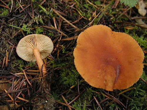 Candy Cap