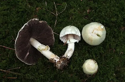 Another view of Wood Mushroom