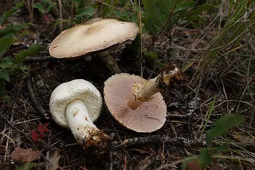Another view of Wood Mushroom