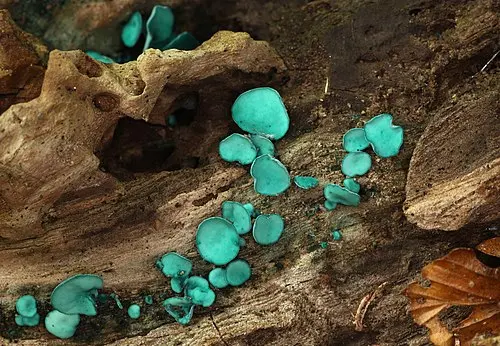 Green Elfcup