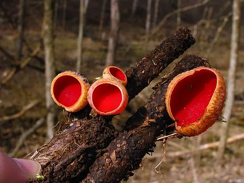Another view of Scarlet Elfcup