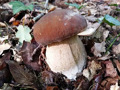 Bronze Bolete