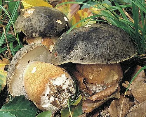 Another view of Bronze Bolete