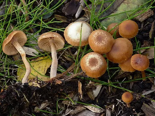 Another view of Scurfy Twiglet