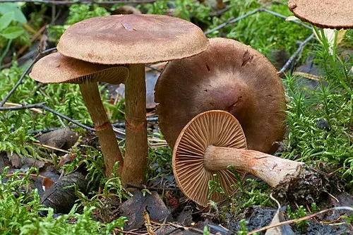 Another view of Red-banded Webcap