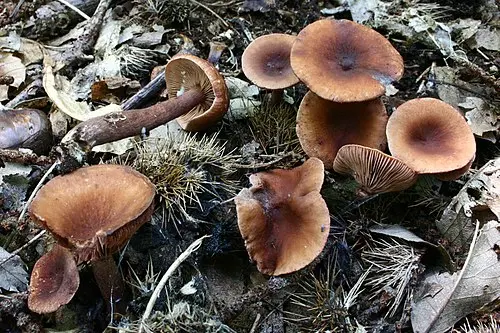 Another view of Curry Milkcap