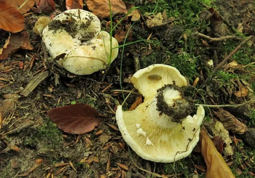 Fleecy Milkcap
