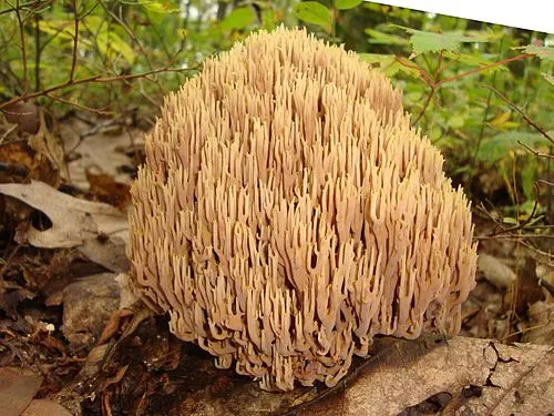Upright Coral Fungus