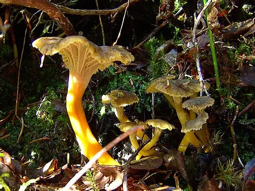 Trumpet Chanterelle