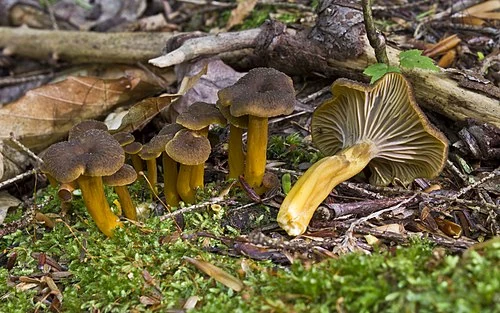 Another view of Trumpet Chanterelle