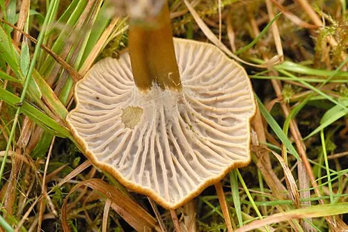 Another view of Trumpet Chanterelle