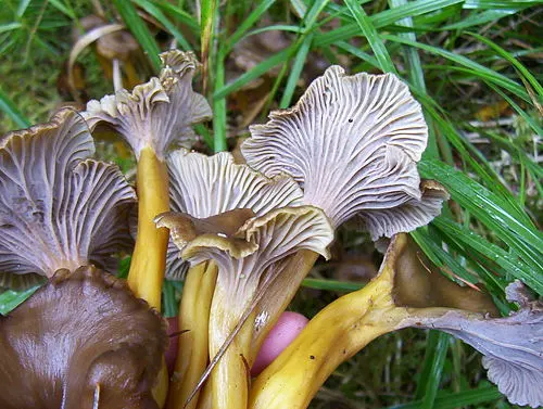 Another view of Trumpet Chanterelle