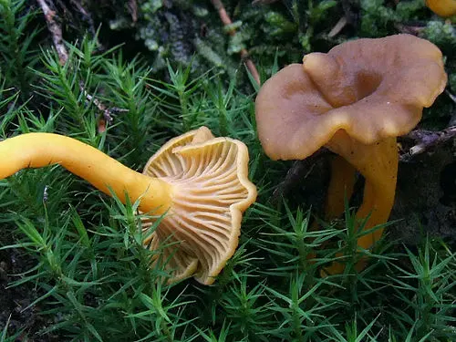 Another view of Trumpet Chanterelle