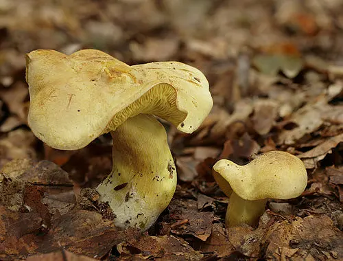 Another view of Sulphur Knight