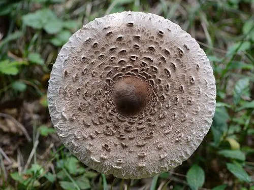 Another view of Parasol
