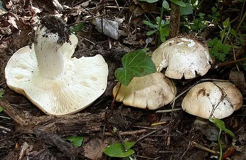 Another view of St George's Mushroom