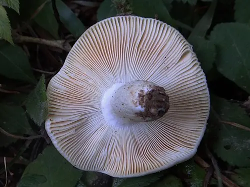Another view of St George's Mushroom
