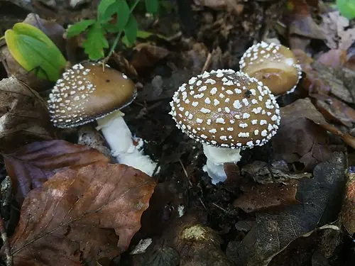 Another view of Panthercap