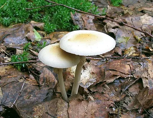 Another view of Spring Fieldcap