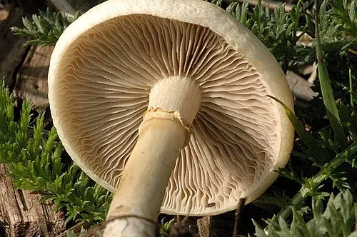 Another view of Spring Fieldcap