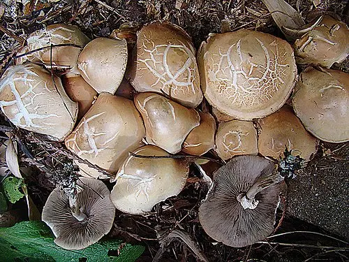 Another view of Spring Fieldcap