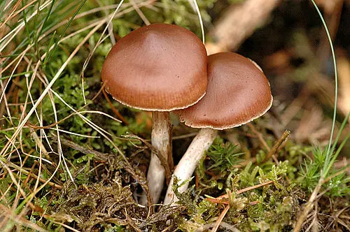 Another view of Brown Webcap