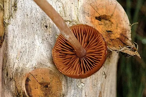 Another view of Brown Webcap