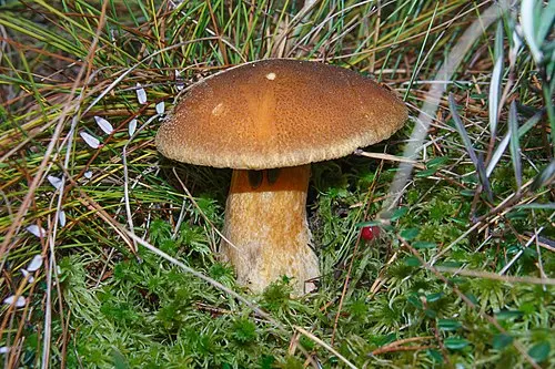 Another view of Velvet Bolete