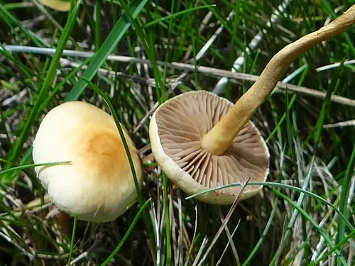 Common Fieldcap
