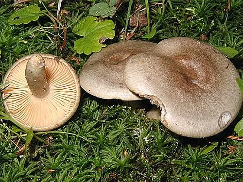 Another view of Fiery Milkcap